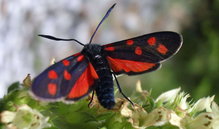 Zygaena transalpina (Esper, 1780)