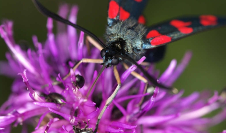 Zygaena transalpina (Esper, 1780)