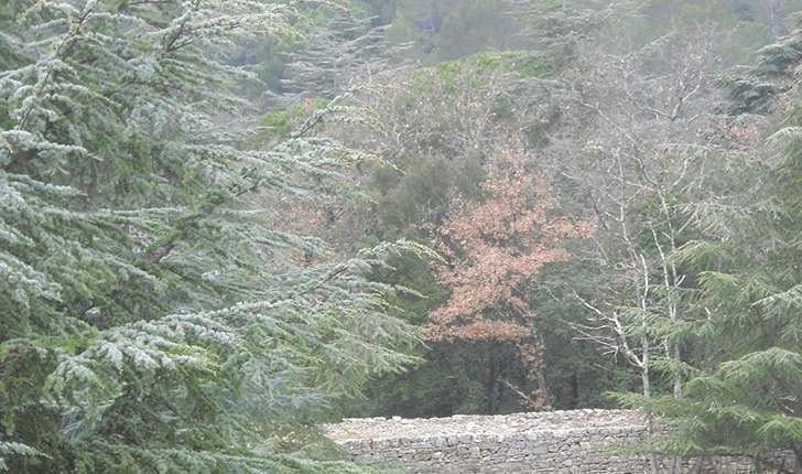 Forêt (Crédits: Parc d'Aoubré)