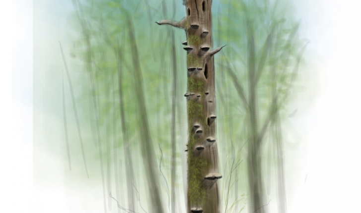 arbre mort credit Claire Motz