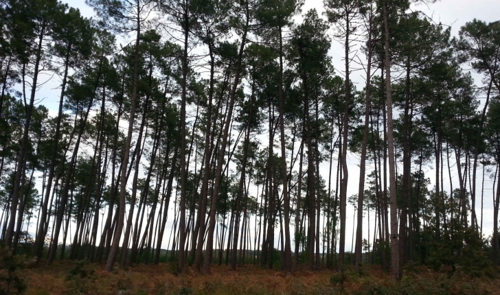 la forêt de Brocas - crédit Cyril Gautreau