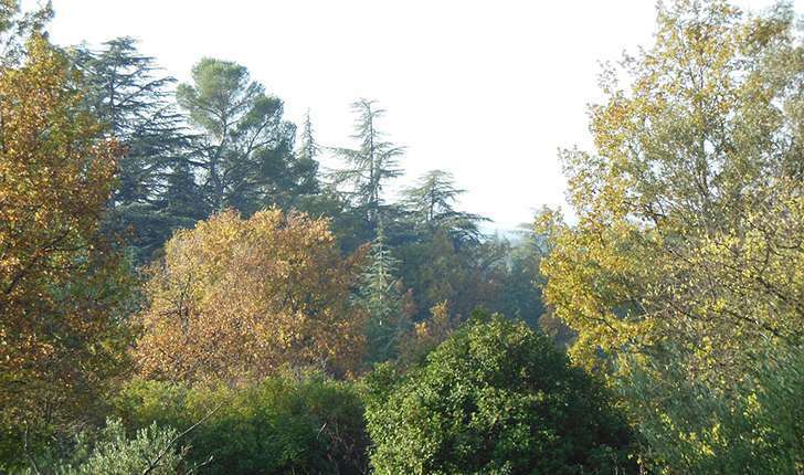 Forêt méditerranéenne (Crédits: Parc d'Aoubré)