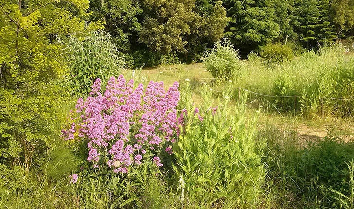 Jardin papillons (Crédits: Parc d'Aoubré)