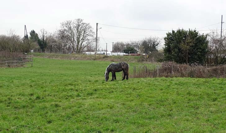 Pâturage - Greenhorse - Crédit Département du Val de Marne