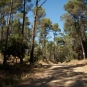 Sentier de la Belle-Pierre- Forêt de Janas
