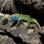 Palhàs de Molompize_Lézard vert mâle (Crédit : Laura Azzolina)