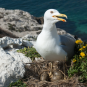 Goéland leucophée, Balade Marseille