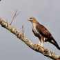 Aigle de Bonelli - visible sur la balade de Puyloubier