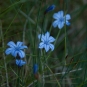 Aphyllante de Montpellier - visible sur la balade de Puyloubier (Credits : Cédric Seguin)