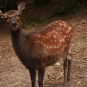 Biche Sika - Parc animalier de Fougerolles Saint-Valbert (Crédits : Sabine Meneut)