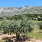 Oliviers et Montagne Sainte-Victoire (Crédits : Léa Charbonnier)