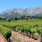 Vignes et Montagne Sainte-Victoire (Crédits : Léa Charbonnier)