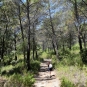 Sentier dans la forêt sur la balade de Rognes (Crédits : Léa Charbonnier)