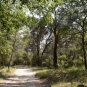Forêt sur la balade de Jouques (Crédits : Léa Charbonnier)