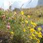 Randonnée au col de la Vanoise - Alpages fleuris (Crédits : Léa Charbonnier)