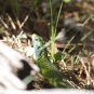 Lézard vert - Balade de St-Génis dans les Gorges du Riou - Pays du Buëch- entre Sisteron et Serre-ponçon  (Crédits : Thibault Rudel)
