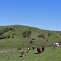 Estives du plateau de Chastel-sur-Murat (Crédit : Laura Azzolina)