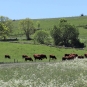 Tourbières du Jolan et de la Gazelle _ Salers (Crédit : Laura Azzolina)