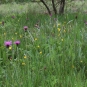 L'Arboretum de Carnivet-Quessoy