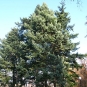 Le Sapin de Douglas (crédit: crusier)