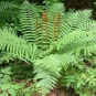 Osmonde cannelle (Crédits : CTSPM)