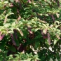 Raisin d'Amérique - Phytolacca americana