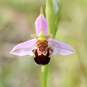 Ophrys abeille - fleur (Crédits : flickr)