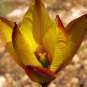 Tulipe australe - fleurs (Crédits : Jacinta Lluch Valero)