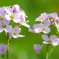 Cardamine des près (Crédits : CTSPM)