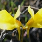 Utriculaire cornue (Crédits : CTSPM)