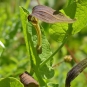 Aristoloche à feuilles rondes (Crédits : Bernard Dupont)