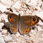 Lasiommata maera ♂ @Paul Asman and Jill Lenoble - Flickr