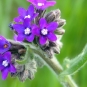 Buglosse officinale - fleurs (Crédits : xulescu_g - Flickr)