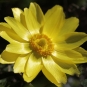 Adonis de printemps (Crédits : Bjorn S - Flickr)