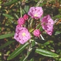 Kalmia à feuilles d'Andromède (Crédits : CTSPM)