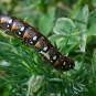 Sphinx de l'euphorbe (©Adeline Brissaud)