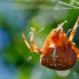 Araneus pallidus ©Adeline Brissaud