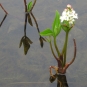 Trèfle d'eau_Estelle Vieubled