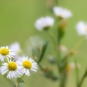 Vergerette annuelle - Erigeron annuus