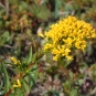 Verge d'or des marais_Roger Etcheberry