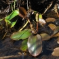 Potamot oblong (Crédits : CTSPM)
