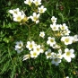 Saxifrage granulé