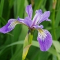 iris versicolore iris versicolor crédit: CTSPM