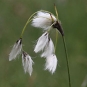 linaigrette a feuilles etroites eriophorum angustifolium crédit: CTSPM