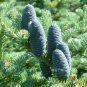 Sapin baumier (Crédits : CTSPM)