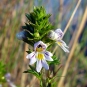 euphraise des bois euphrasia nemorosa crédit: CTSPM