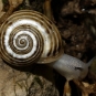 Hélice splendide - Pseudotachea splendida