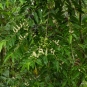 Cerisier tardif - Prunus serotina