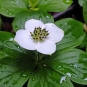 cornouiller du canada cornus canadensis crédit: CTSPM