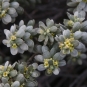 Passerine tartonraire - Thymelaea tartonraira